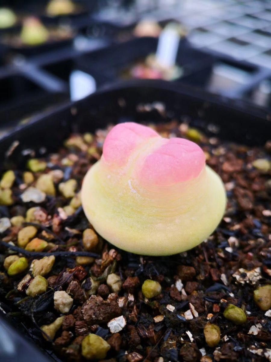Amazon.co.jp: 多肉植物 コノフィツム ラツム 1cm以上 抜き苗 1点 : ホビー