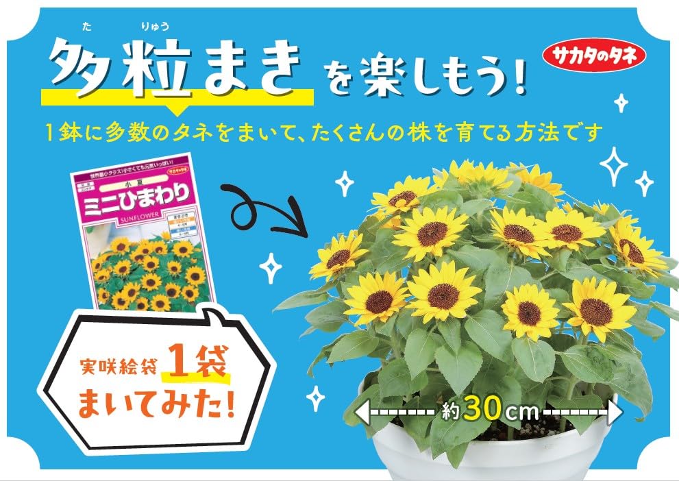 Amazon | サカタのタネ 実咲花5630 ミニひまわり 小夏 00905630 | 種・苗