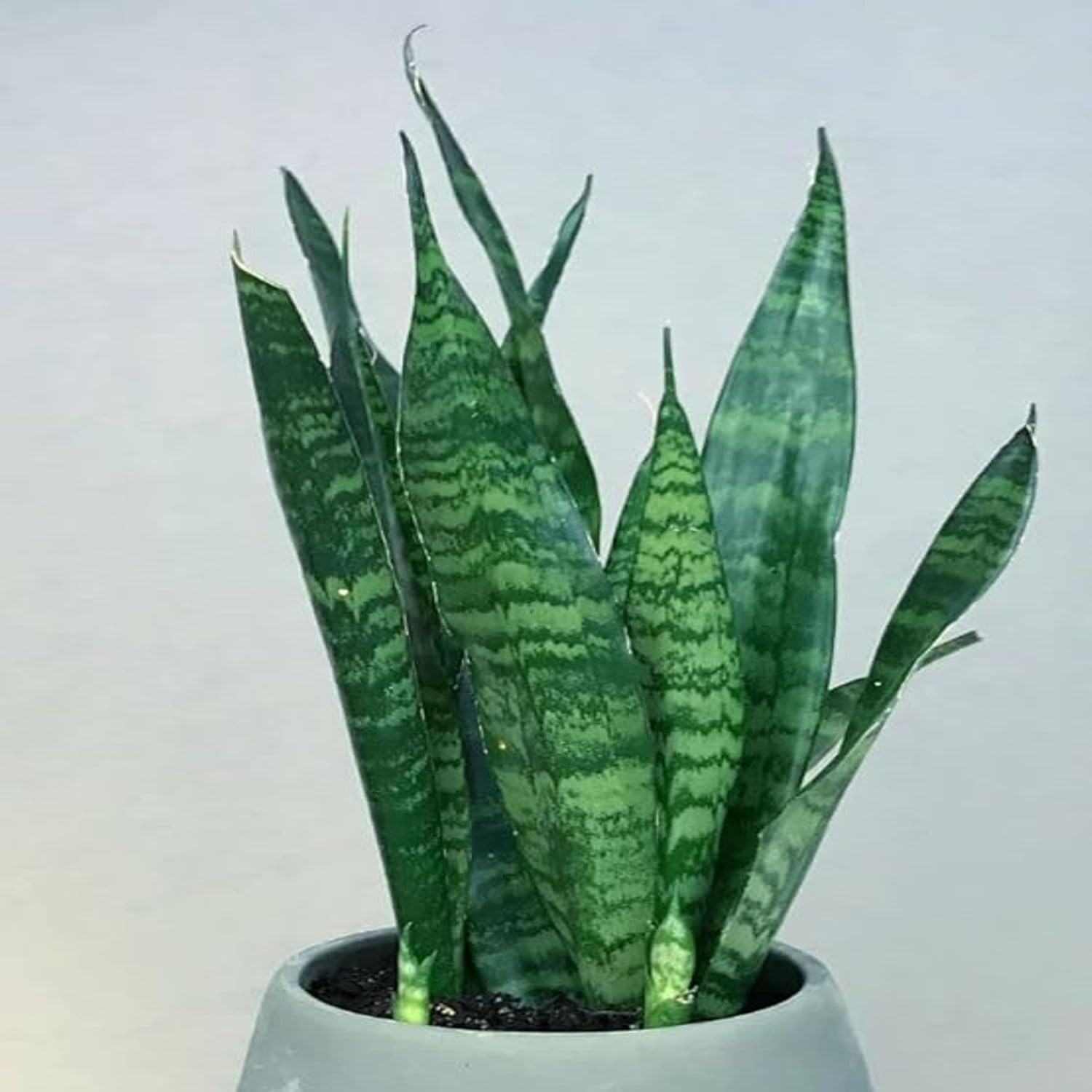 Artful Creature Snake Mother-In-Laws tongue, Live Plant With Pot (B0B5N99DWY) Amazon Price History, Amazon Price Tracker
