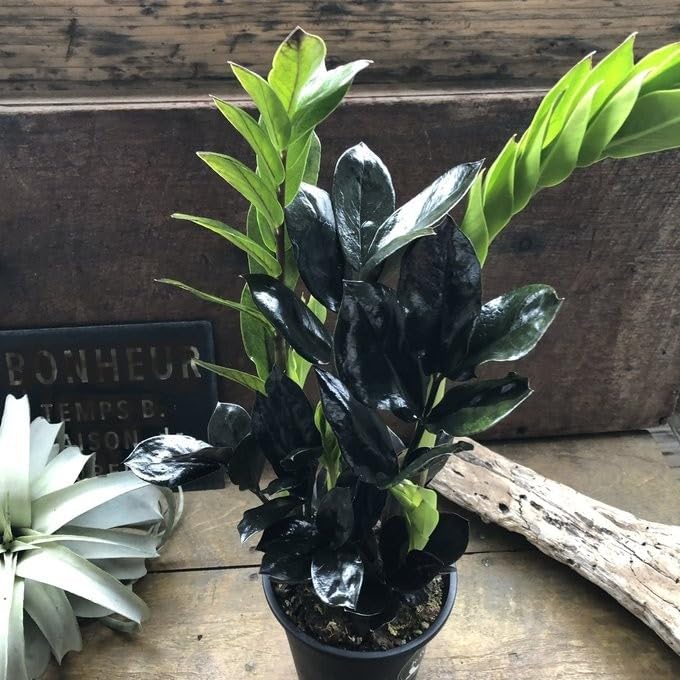 在庫なし。黒いザミオクルカス　斑入り Amazon｜レイヴン 4.5号 黒い観葉植物 ザミオクルカス｜観葉植物