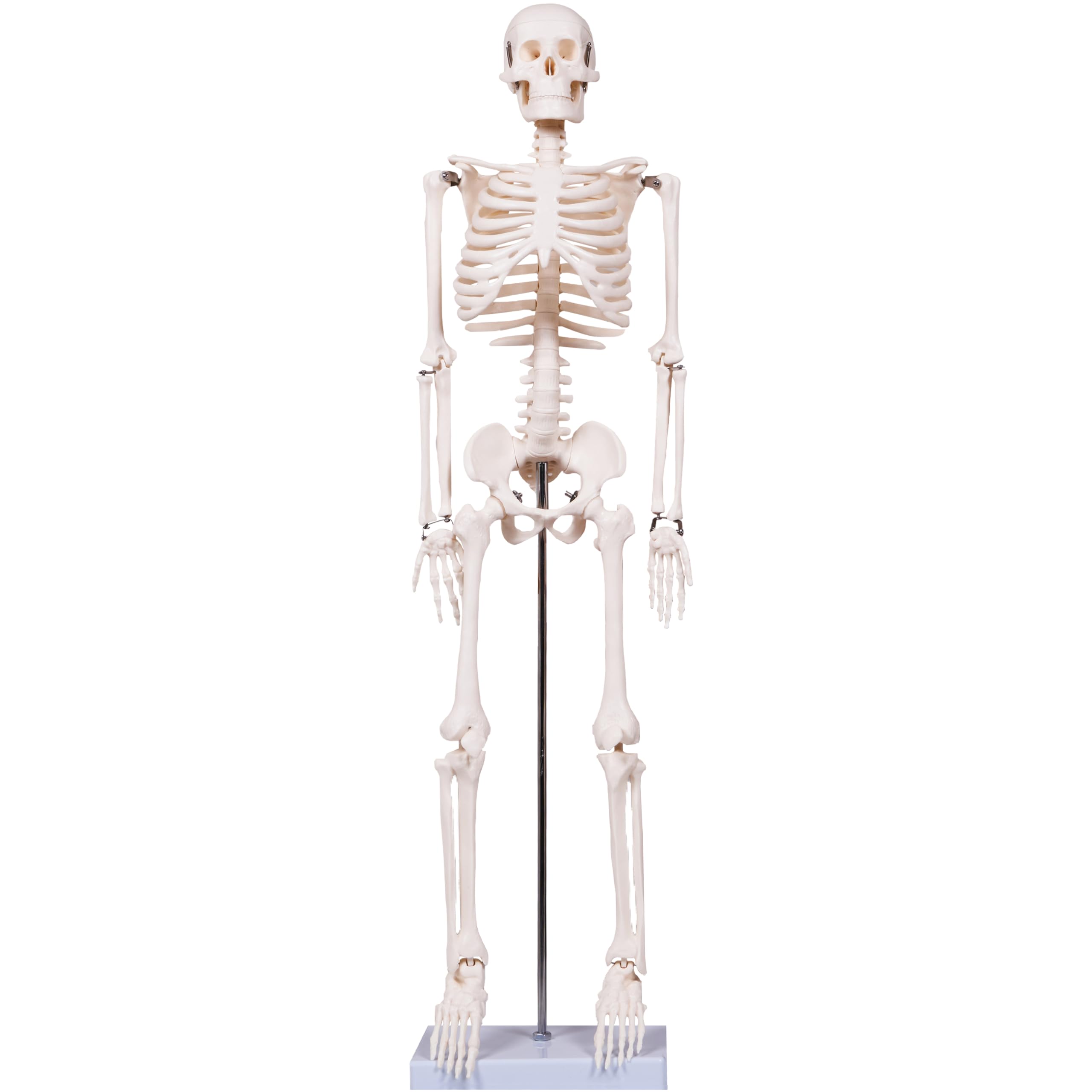 breesky Scientifc Human Skeleton Model for Anatomy, 33.4’’ Skeleton Model with Metal Stand, Removable Arms&Legs for Student to Study Human Skeleton Anatomy System, Halloween Decor, Manual Included