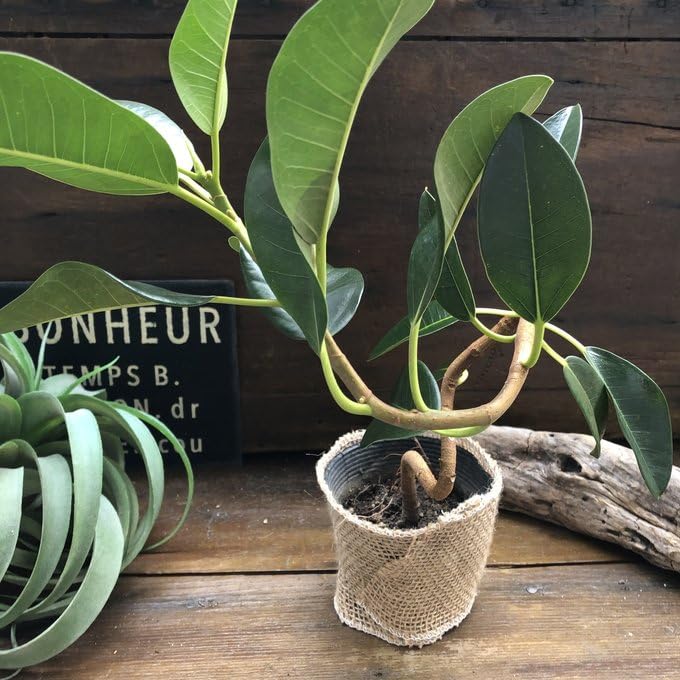 フランスゴムの木　特大サイズ　曲がり樹形　美形　幹太　観葉植物　カッシーナ フランスゴムの木 特大サイズ 曲がり樹形 美形 幹太 観葉植物