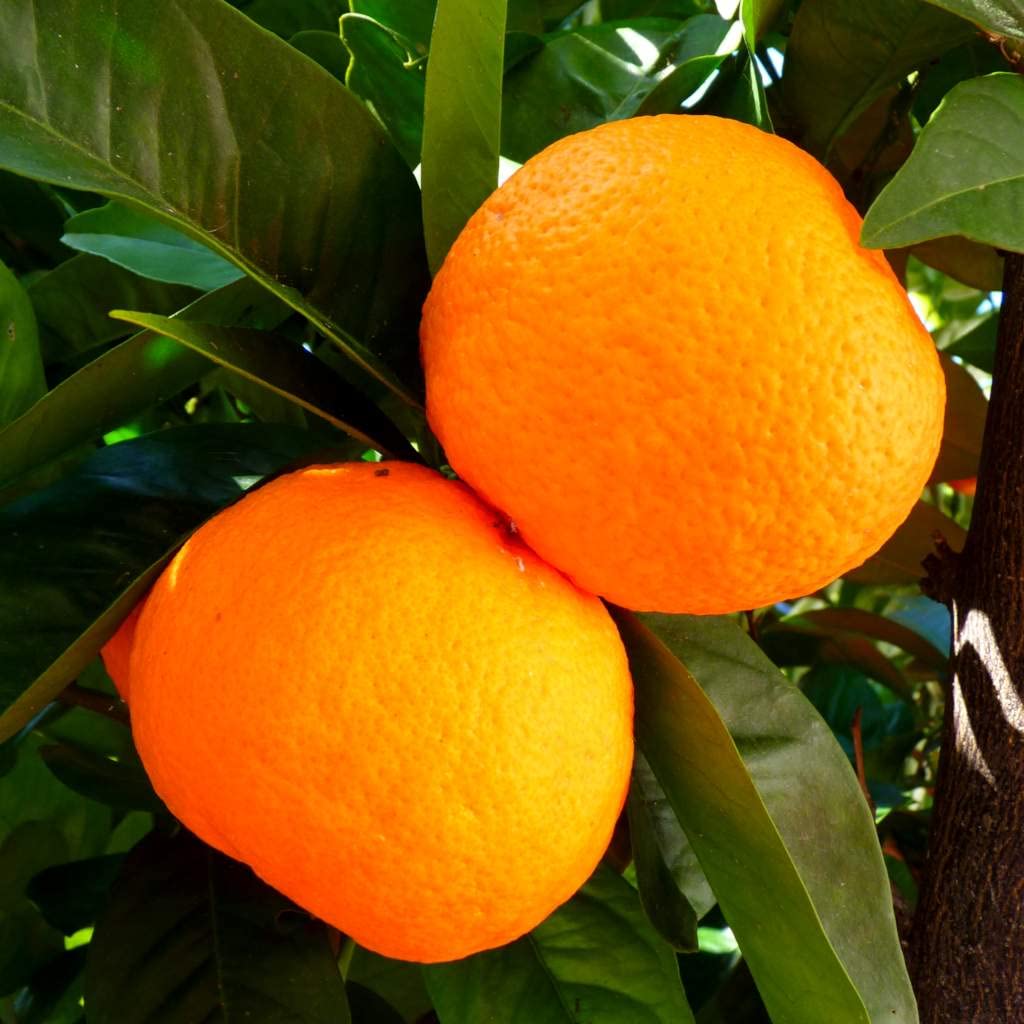 GreenWorld Special Sweet Big Size Thai Seedless Malta/Mosambi (GRAFTED) Live Plant,Thailand Variety Lemon,Fruit After 1 Year (B0CC5XTT9M) Amazon Price History, Amazon Price Tracker