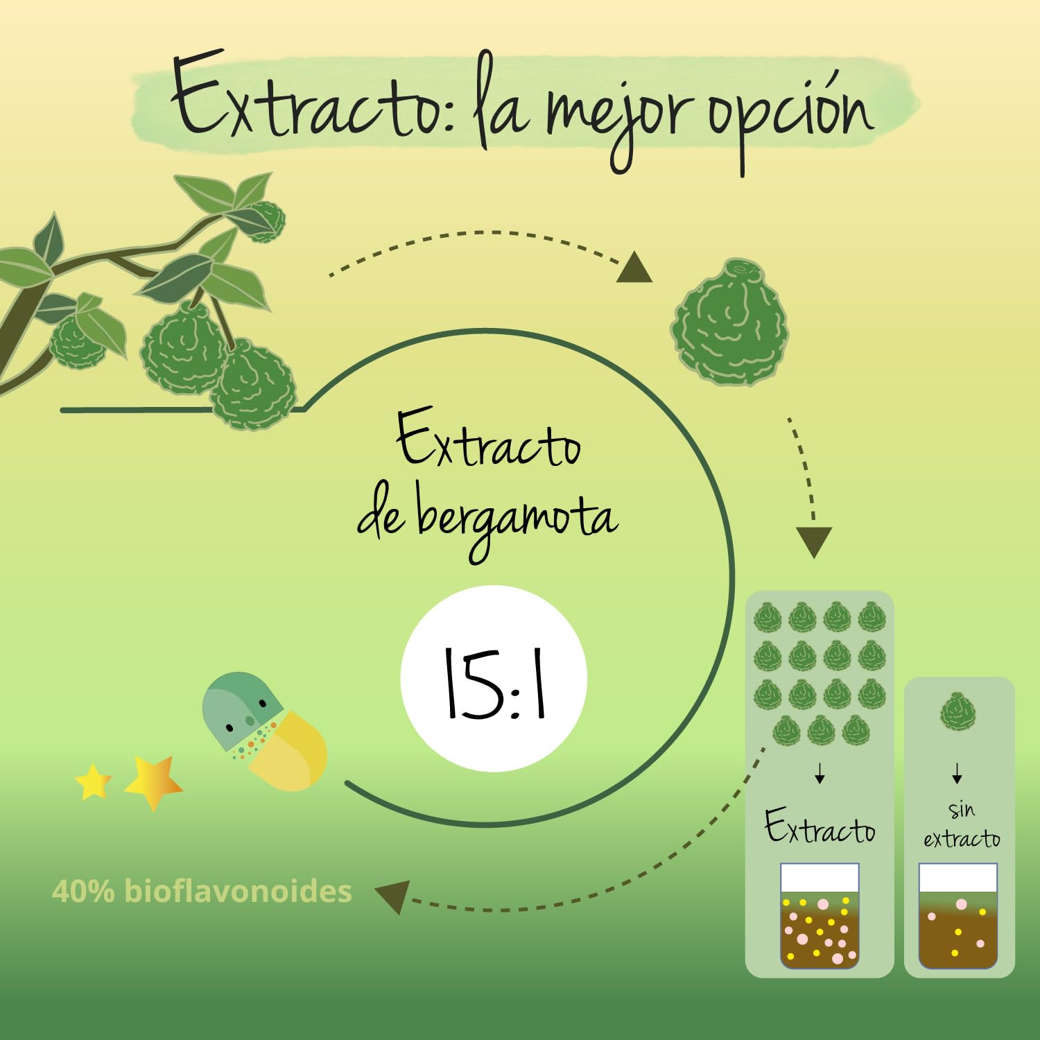 Bergamota Citrus Vegavero | 120 Cápsulas | Extracto de Fruta (15:1) | Sin Aditivos | 40% Bioflavonoides | Potente Antioxidante | Energizante Natural | 100% Vegano