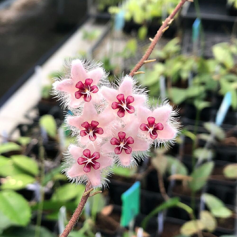 Amazon｜《一時非表示》（観葉植物）ホヤ カウダータ スマトラ 吊り鉢