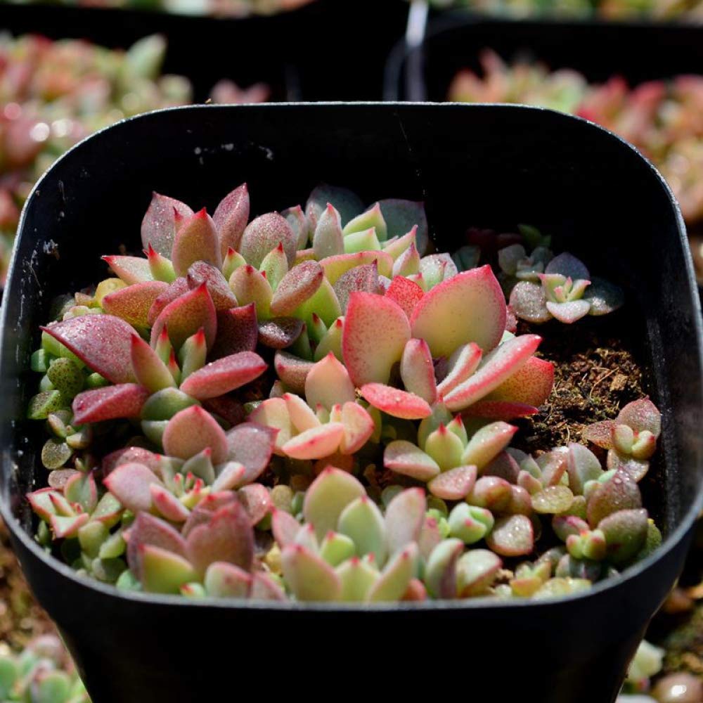 200 Pcs Succulent Plants Seeds Home Decor Green Plants Flower Seeds Ornamental Garden Seeds Easy to Survival