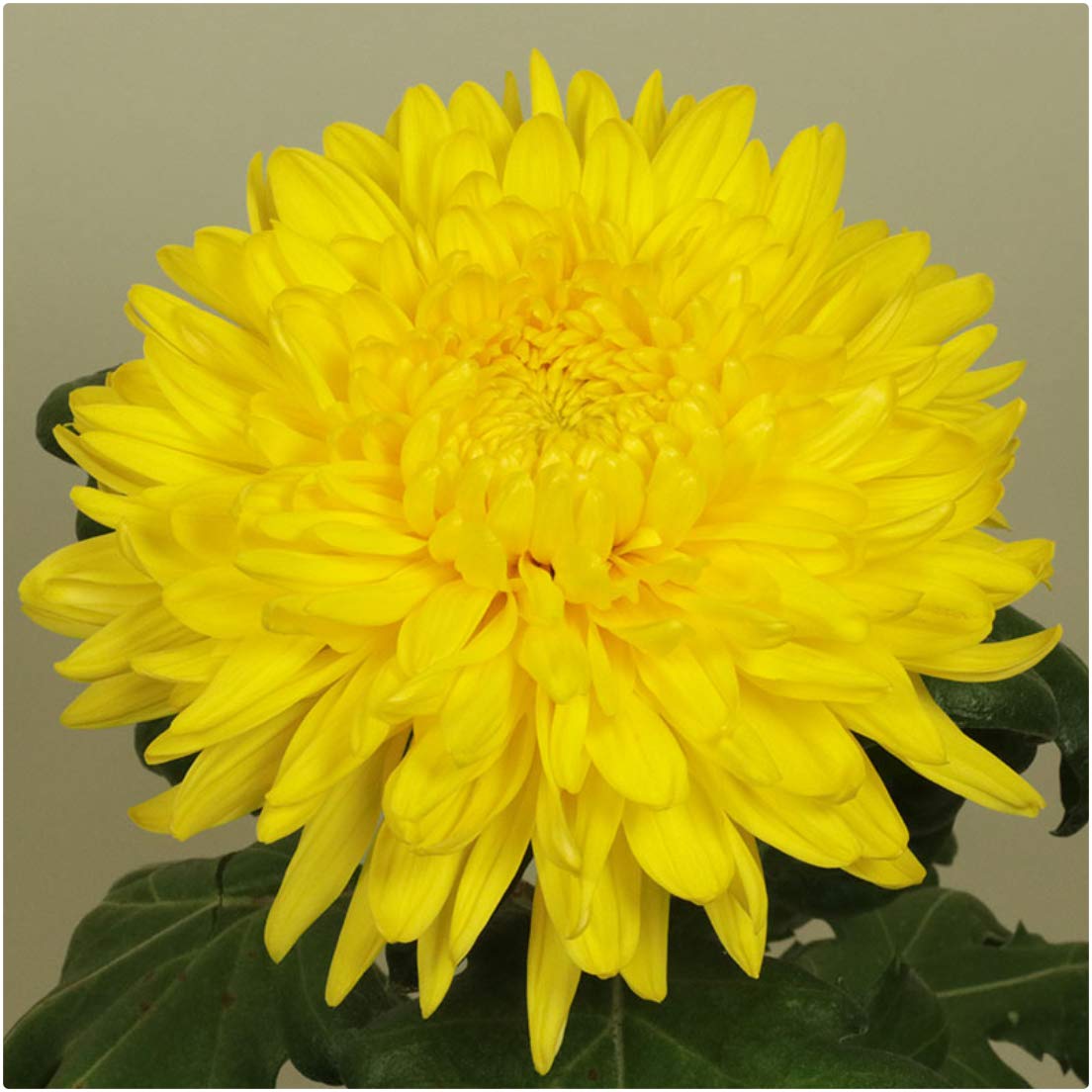 Chrysanthemum Dendranthema Golden Alex Bedster X 6 Plug Plants