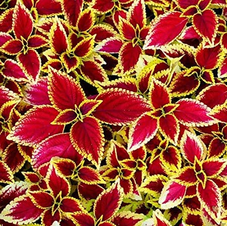 See full amazon price history chart for UGANIO PLANT Live Coleus Red Green Home Decor Ornamental Plant UGANIO PLANT Live Coleus Red Green Home Decor Ornamental Plant (B08GSQ1WS2) Amazon Price History, Amazon Price Tracker