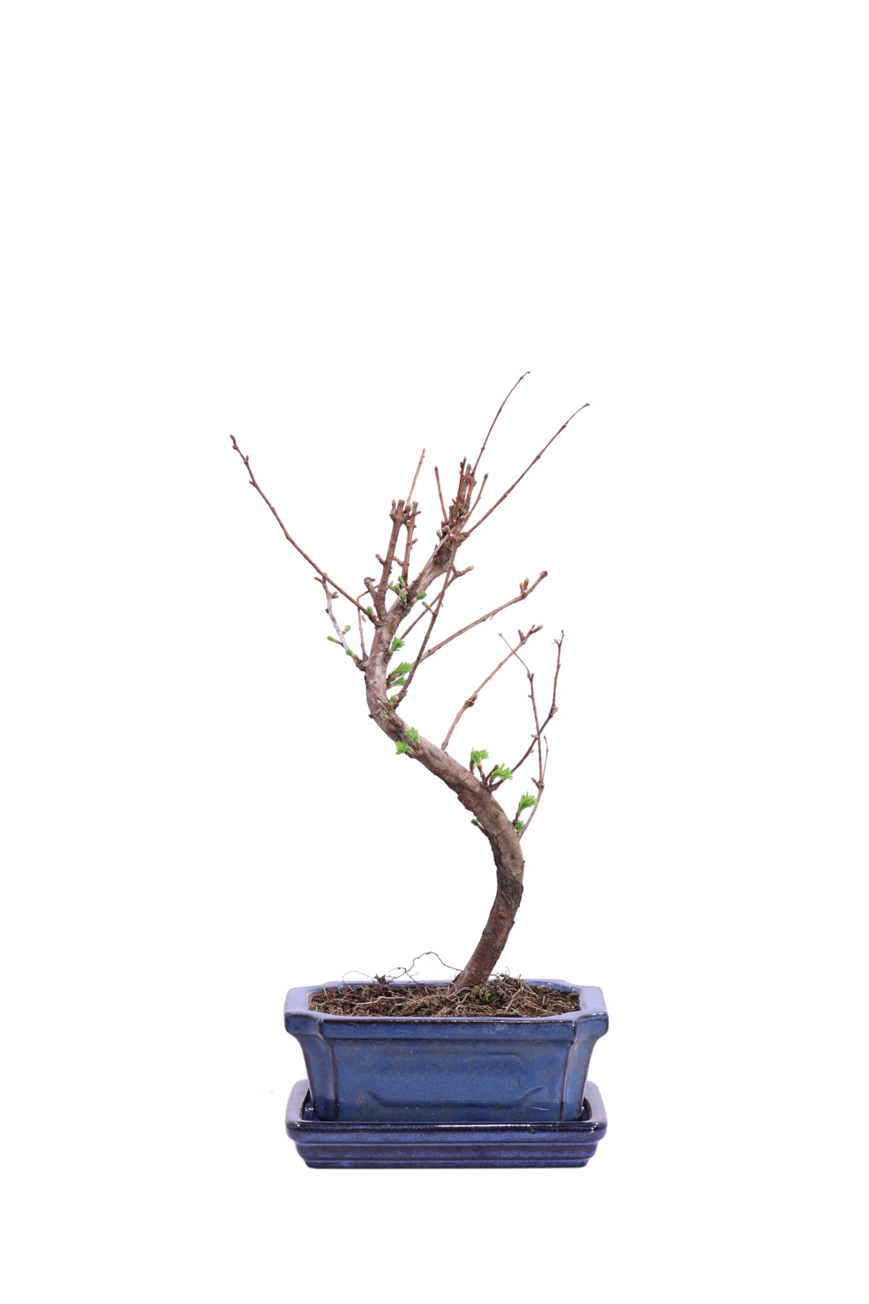 Bonsai vero di Metasequoia pianta ornamentale da arredo interno vaso in terracotta venduto da eGarden.store