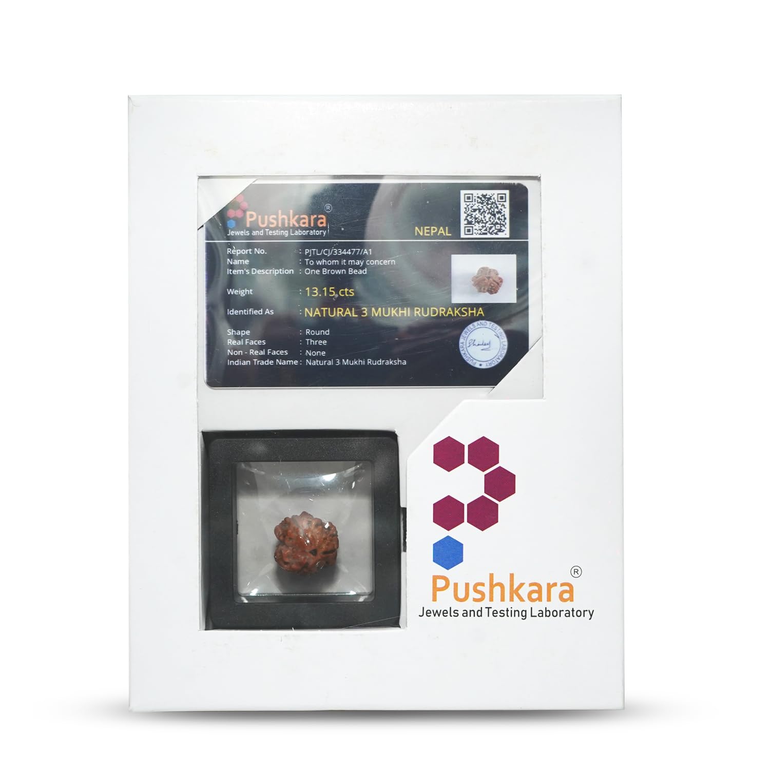 PUSHKARA NATURAL 3 MUKHI RUDRAKSHA CERTIFIED - NEPAL | BROWN | PJTL3M01
