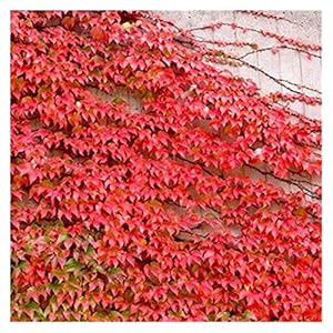 Zaadbehoeften, 500 Zaden Lianas-klaver Vers Onbehandelde Seizoenen Groenblijvende Meerkleurige Optioneel (Color : Rood)