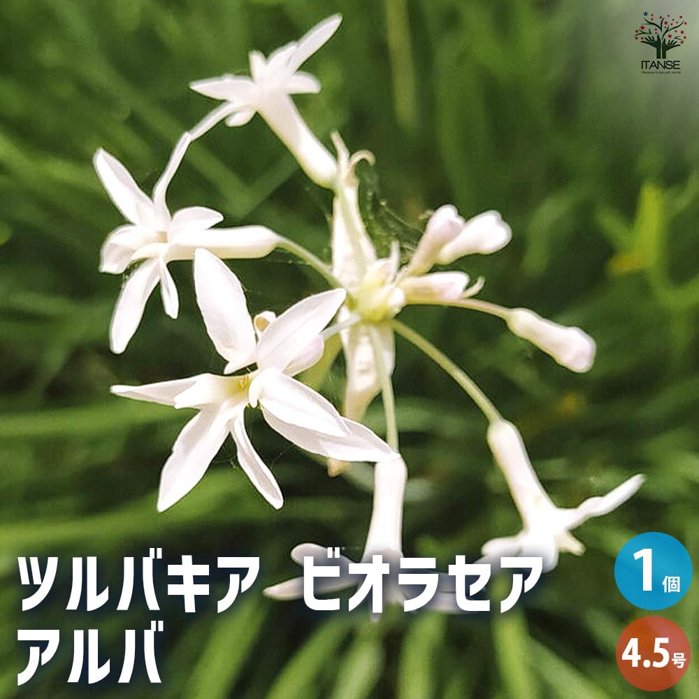 【花入16】萩　カイラギ　耳付　小松健　高さ23㎝ Amazon.co.jp: ITANSE ツルバキア ビオラセア アルバ 4.5号 1個