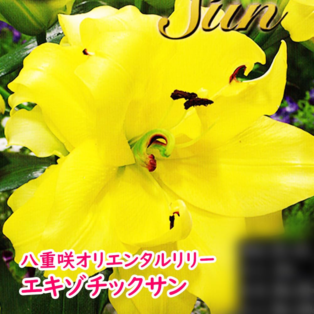 Amazon.co.jp: 「 八重咲オリエンタルリリー 球根 【 4. エキゾチック