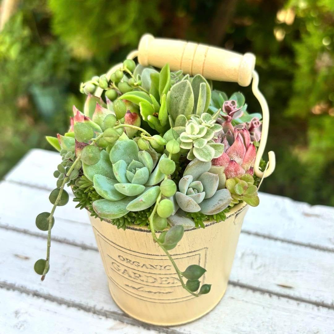 耐寒性アガベ サルミアナフェロックス大苗◇ドライガーデン多肉