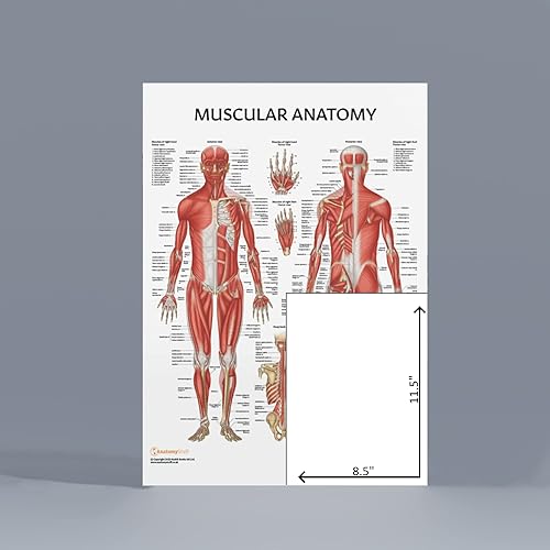 Miniatura 5 de Anatomy Lab Tabla anatómica del sistema muscular, laminado, 17.3 x 22.5 pulgadas, diagrama de los músculos, carteles médicos, póster del sistema