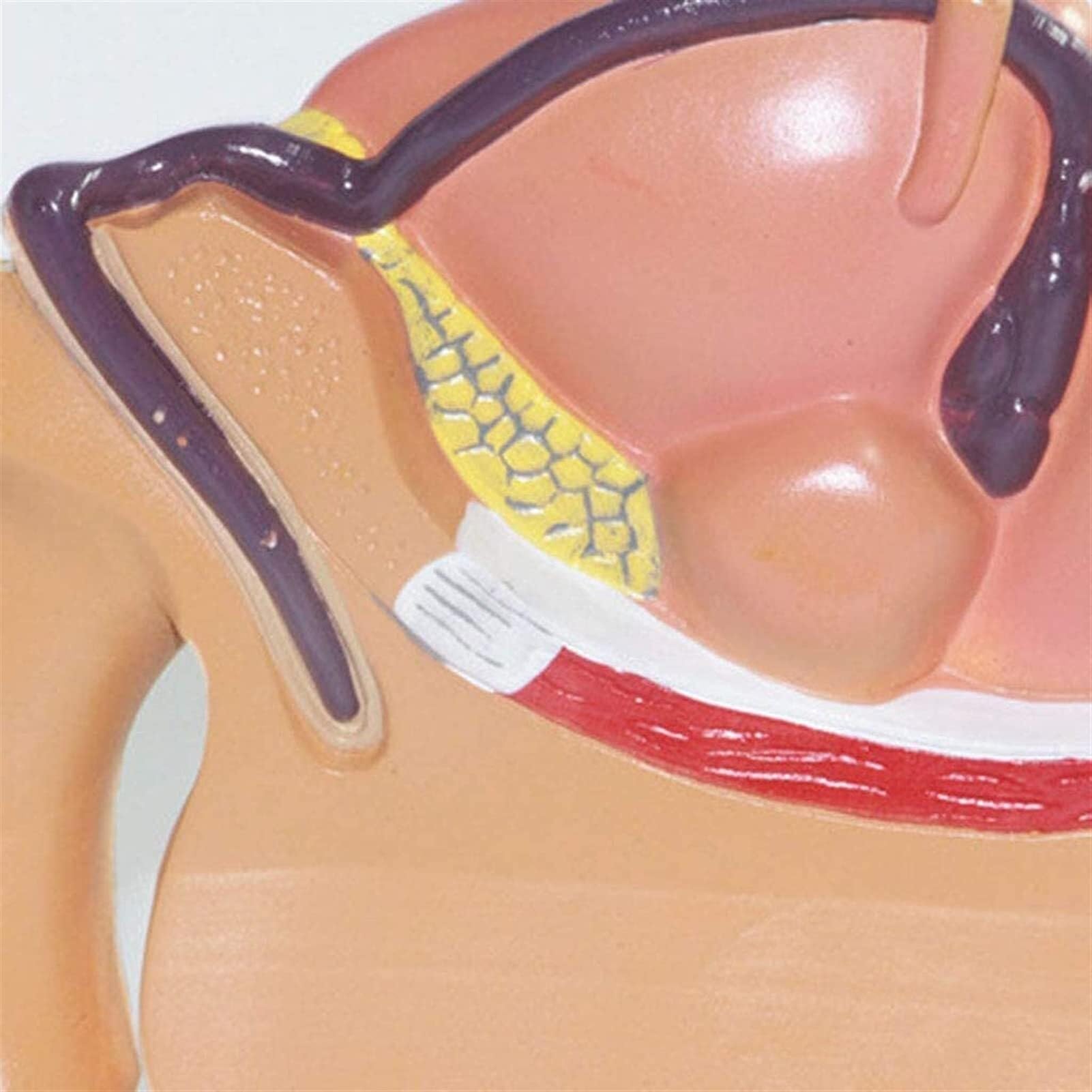 Anatomie de la prostate masculine, modèle d'enseignement scientifique populaire, médical, matériel pédagogique