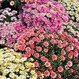 Colorful Pyrethrum Seeds, 1000pcs, Insect-Repellent...