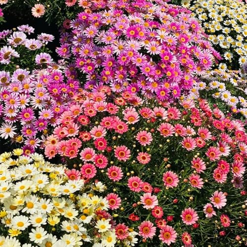 Colorful Pyrethrum Seeds, 1000pcs, Insect-Repellent Ornamental Flower with Natural Pest