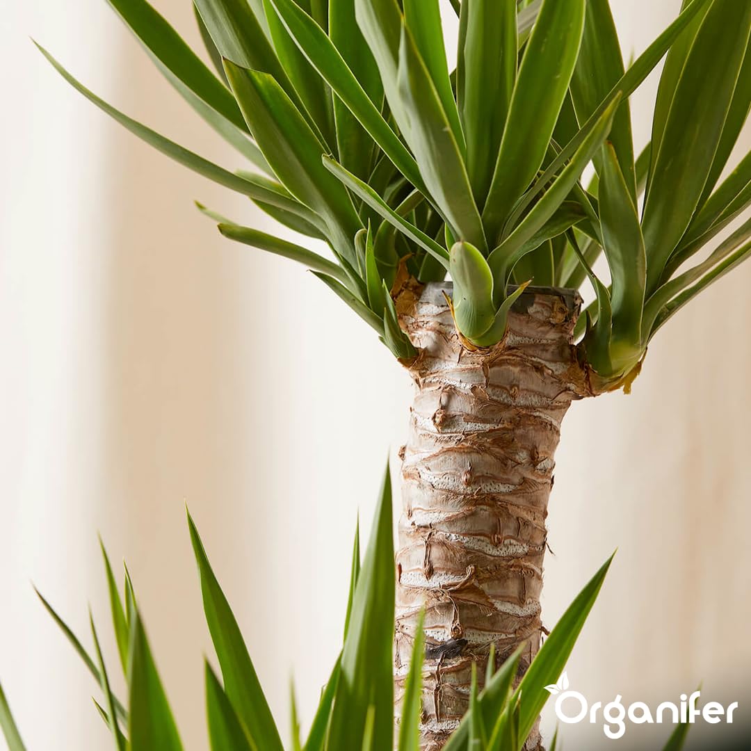 Flüssigdünger Für Yucca-Palmen - 10L - NPK 2-1-8 | Dünger Für Gesundes Wachstum Und Starke Pflanzen - Fördert Wurzeln Und Widerstandskraft - Organifer