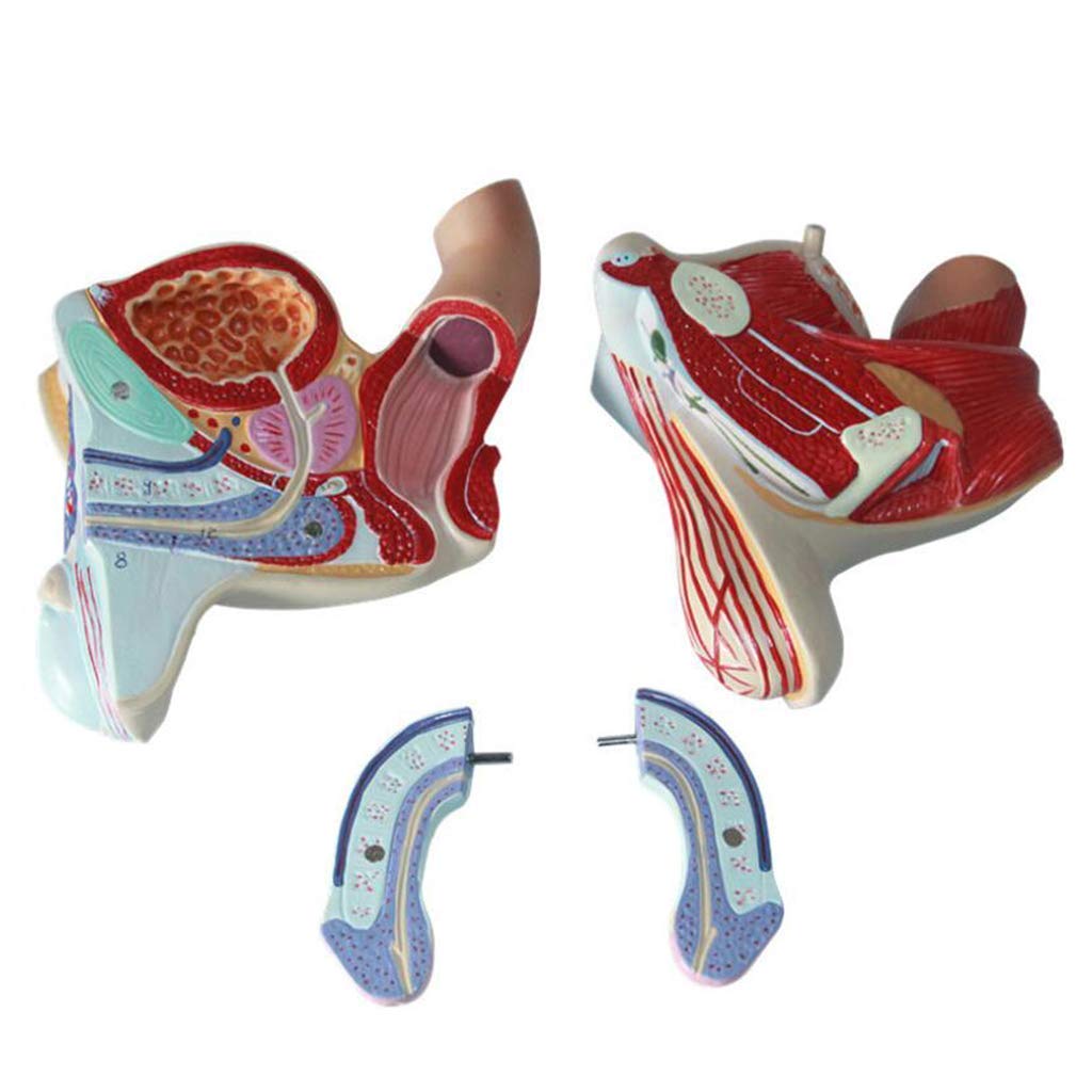 Model anatomiczny Anatomiczny model człowieka Męska reprodukcyjna medyczna pomoc edukacyjna Medyczna pomoc dydaktyczna, modele medyczne i materiały edukacyjne