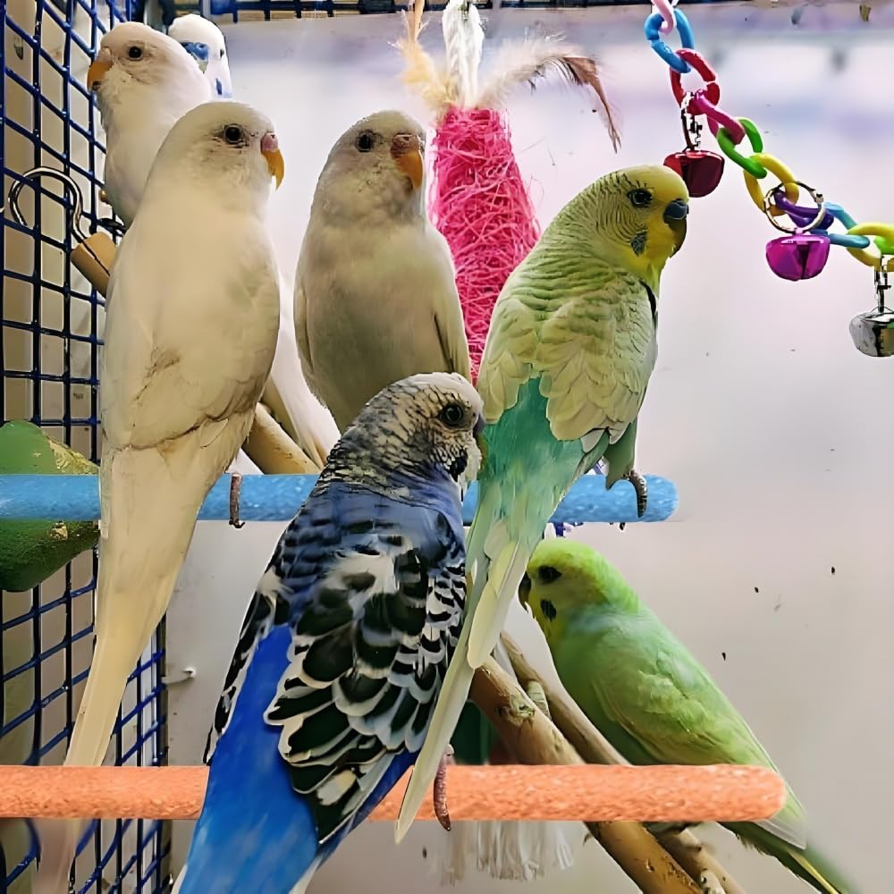 2Pcs Parrot Perch Stand, Natural Wood Bird Perch Stand Platform Paw Grinding Sticks, Cage Accessories Exercise Toys for Budgies Parakeets Cockatiels (Random Color) - image 6