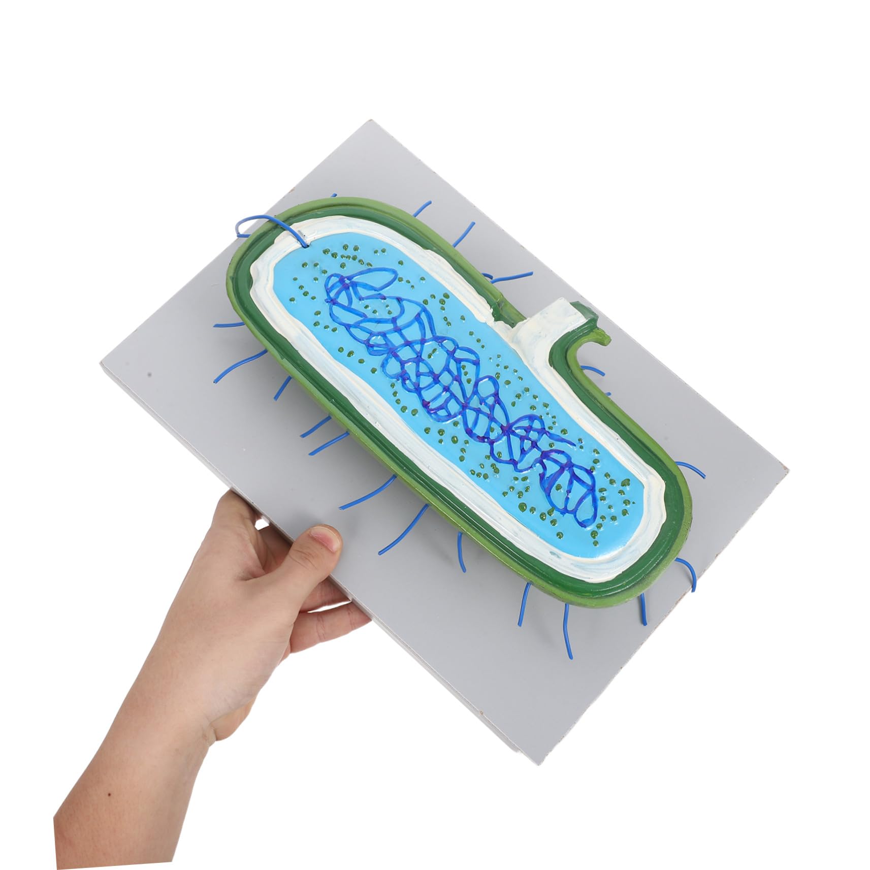 Zellkernmodell Vergrößert für Biologieunterricht und Schüler aus Kunststoff | Detaillierte Zellorganellen, Interaktives Lernen, für Einzelstudium und Klassenerklärung, Präzise Darstellung