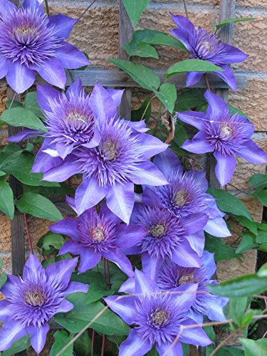 Multi Blue Clematis - New! - Navy Blue Double Flower - 2.5" Pot #TOP1