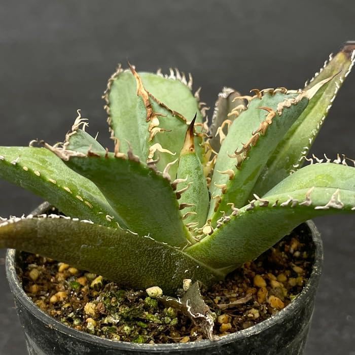Amazon.co.jp: 日本花キ流通 多肉植物 caアガベ 悪魔くん 多肉植物