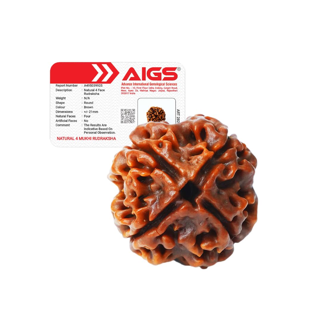 4 Mukhi Rudraksha - Nepal Origin | Wisdom & Communication -1 4 Mukhi Rudraksha - Nepal Origin | Wisdom & Communication -1