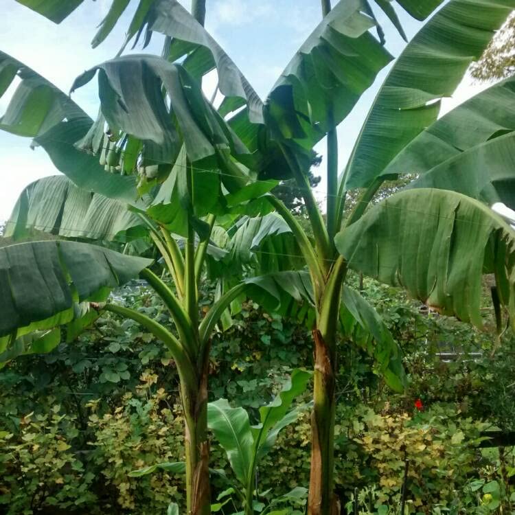 Musa Basjoo | Hardy Banana | 14cm Potted Plant
