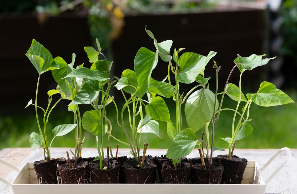 10 Yellow Murasaki Sweet Potato Slips