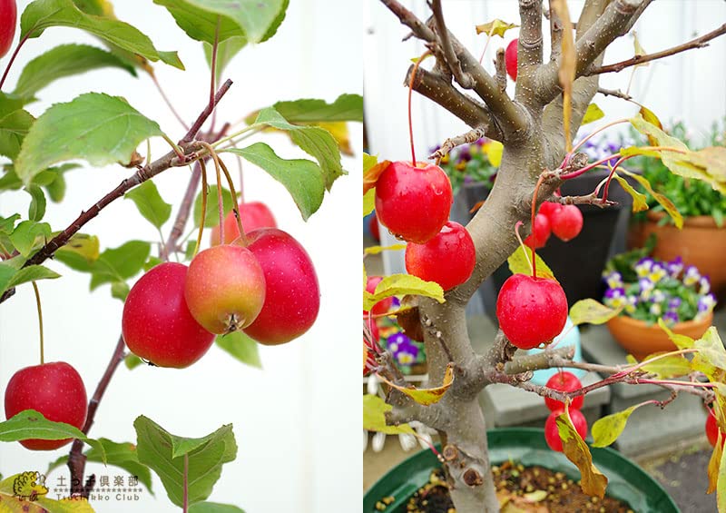 りんご姫ページ y1629v-2023-1.jpg