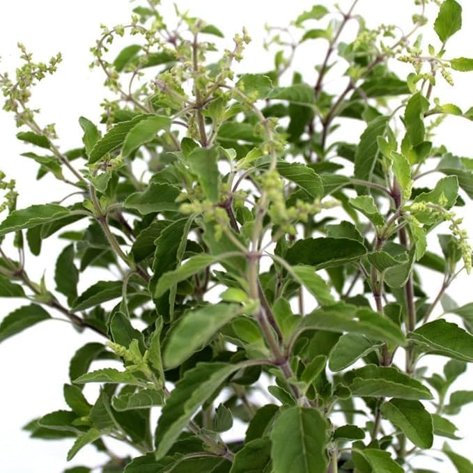 Image of Live Tulsi Live Plant With Pot - Holy Basil for Home Garden and Pooja - Krishna Tulsi, Green With Pot