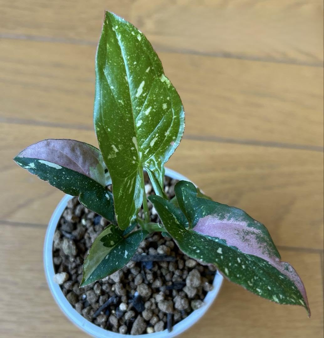 シンゴニウム レッドスポットトリカラー 美しい斑入り