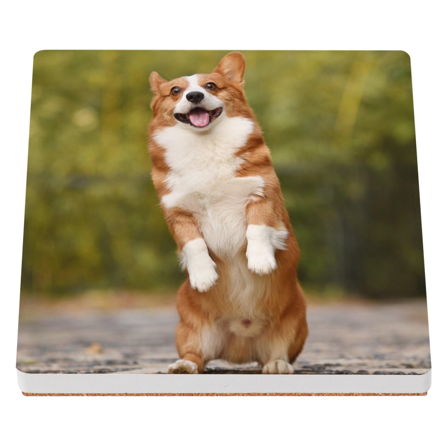 Bellissimo Welsh Corgi in cerca di adozione