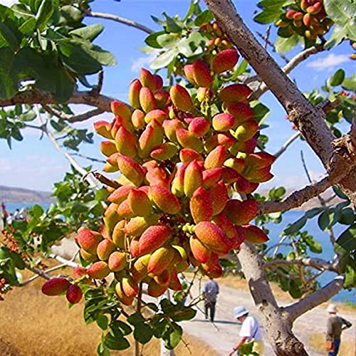 Chuxay Garden 5 Seeds Pistacia Vera,Pistachio,Fustuq,Green Almond Small Deciduous Tree Fruit Tree Edible Nuts Easy Grow #TOP29
