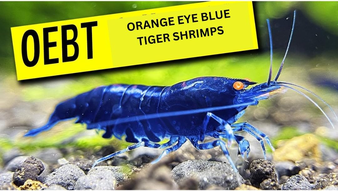 10 Orange Eye Blue Tiger Freshwater Shrimps for Aquarium. Juveniles. Live Arrival Guarantee.