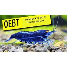10 Orange Eye Blue Tiger Freshwater Shrimps for Aquarium. Juveniles. Live Arrival Guarantee.