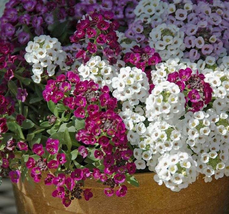 megcito Alyssum Tohumu (Kraliyet Halısı) Karışık Renkli - 40 Tohum