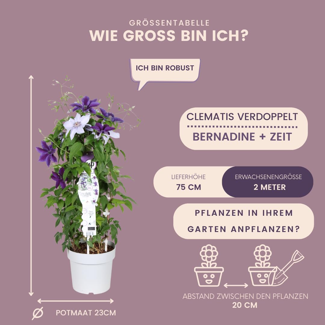 Plants by Frank Clematis Masa & Bernadine, Waldrebe Pflanzen Mix, Ø 23 cm