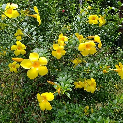 Bahan Traders Allamanda Flower Plant - Healthy Climbing Creeper Golden Trumpet Yellow color Flower Live Plant with PolyBag (Pack of 1)