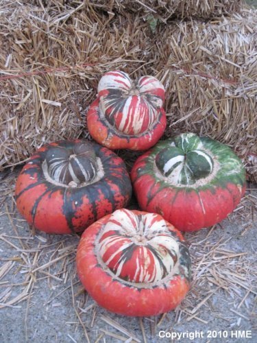 10 AMERICAN TURKS TURBAN SQUASH GOURD Cucurbita Maxima Vine Seeds by Seedville