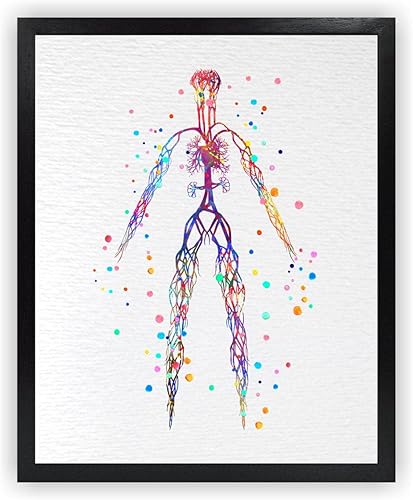 Dignovel Studios 8X10 Sistema Venoso Sin Marco Cuerpo Humano Vena Anatomía Ciencia Ilustración Médica Doctor Clínica Acuarela Arte Impresión Póster