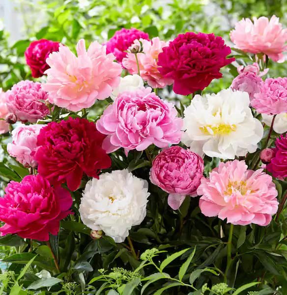 ✳︎peony✳︎ Amazon.com : Sarah Bernhardt Double Pink Peony - Bare Root