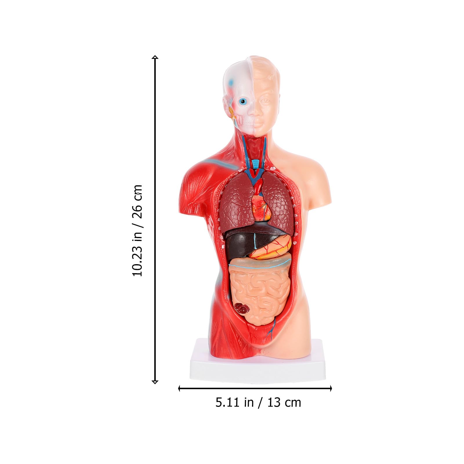 NUOBESTY Anatomisches Herzmodell zur Anschaulichen Demonstration aus Pvc Menschliches mit 15 Abnehmbaren Teilen Zerlegbares Dissektionsmodell für Krankenhäuser und Schulen
