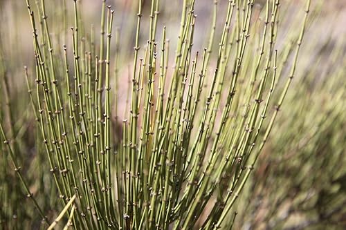 Miniatura 3 de Brigham Tea Powder Herbs May Do You Good Trusted Brand (1.76 oz)