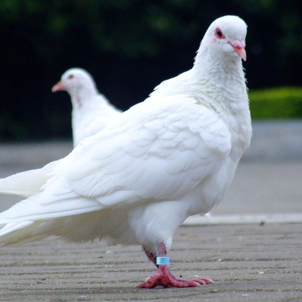 100 anillas coloridas for loros, palomas y gallinas: anillos de fácil apertura for identificar aves.