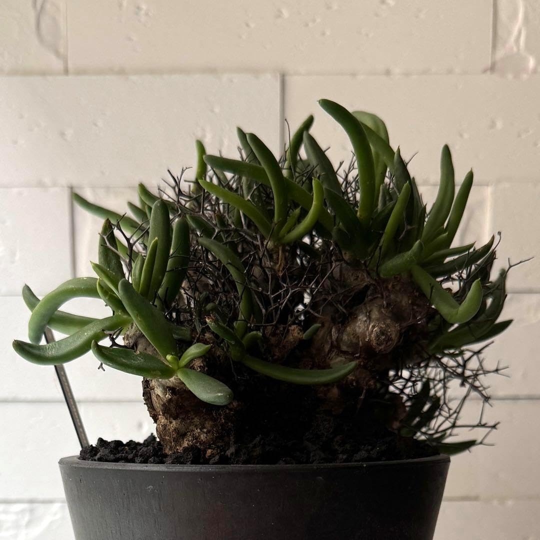 希少美株 アガベ グアダラハラナ コンパクト 鉢 希少美株 アガベ