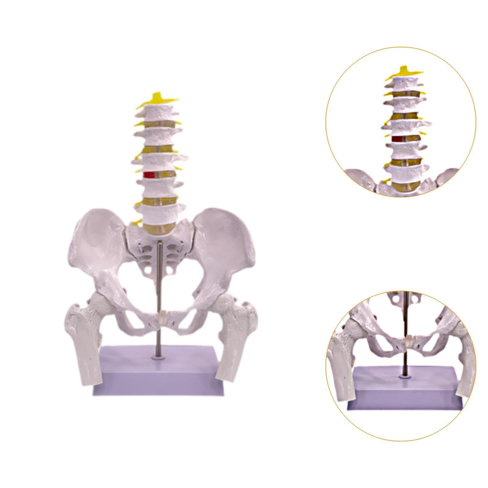 Modèle Du Bassin Féminin Modèle Anatomique Squelette Féminin Outil Pédagogique Médical Matériel PVC Robuste Adapté à L'Enseignement Universitaire Rech, Style B