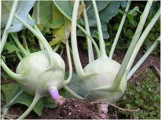 PREMIER SEEDS DIRECT - Kohlrabi - Early White Vienna - 400 Seeds - Organic
